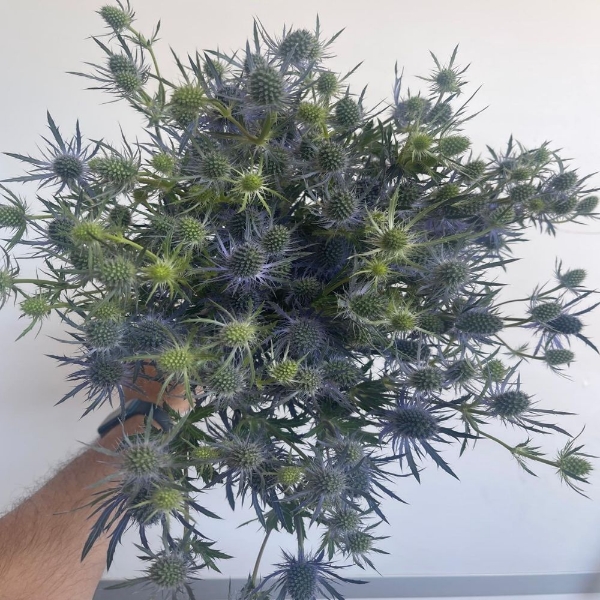 Picture of ERYNGIUM BLU