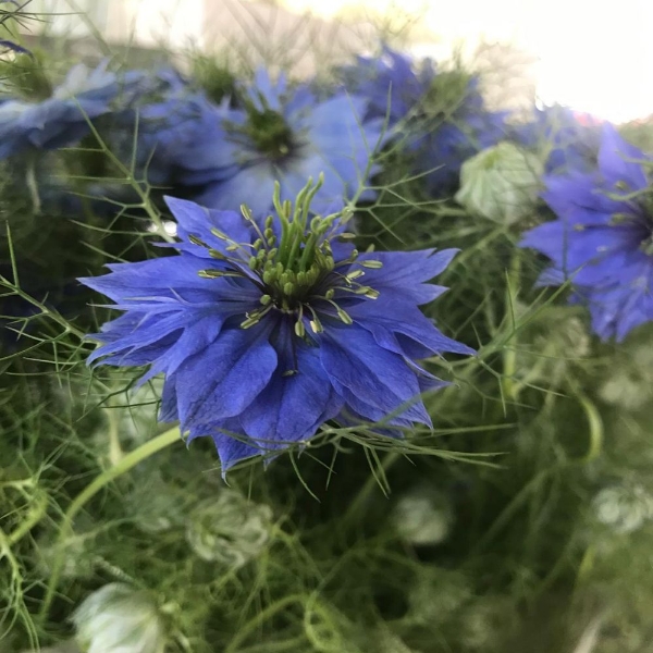 Picture of NIGELLA 