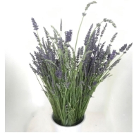 Immagine di LAVANDA 