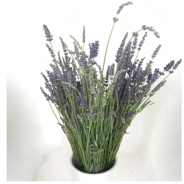 Immagine di LAVANDA 