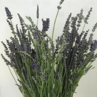 Immagine di LAVANDA 