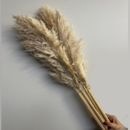 Picture of PAMPAS PREMIUM naturale 150 cm