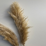 Picture of PAMPAS PREMIUM naturale 150 cm