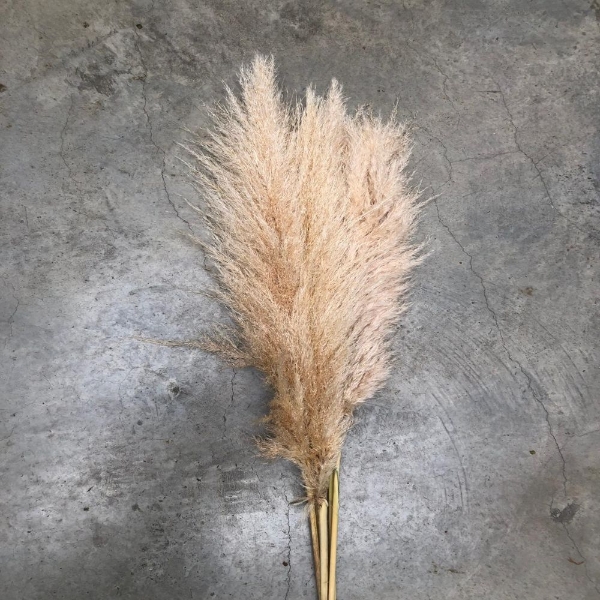Picture of PAMPAS NATURALE (GYNERIUM)