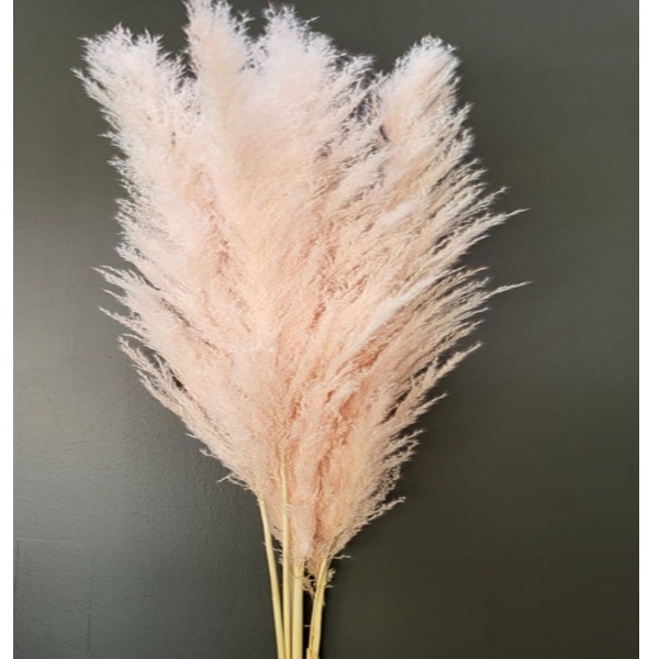 Immagine di PAMPAS PREMIUM COL. ROSA CHIARO 150 cm 