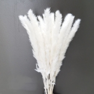 Immagine di FLUFFY REED SBIANCATO / COL. ROSA