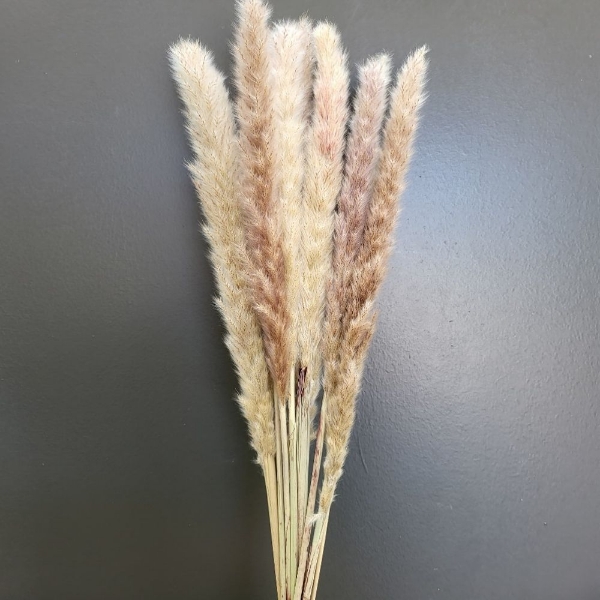 Picture of FLUFFY REED NATURALE