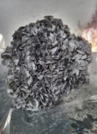 Immagine di ORTENSIA STABILIZZATA MACROPHILA 65/70 cm  