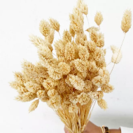 Immagine di PHALARIS SBIANCATO e colorato