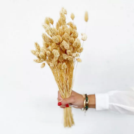 Immagine di PHALARIS SBIANCATO e colorato