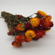 Picture of HELYCRYSUM BRACTEATUM (fiore di paglia)