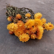 Picture of HELYCRYSUM BRACTEATUM (fiore di paglia)