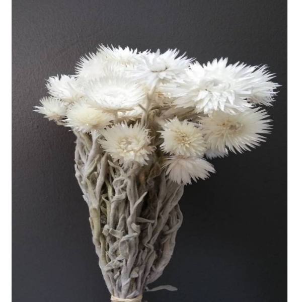 Immagine di HELICRYSUM  SBIANCATO (fiore di paglia)