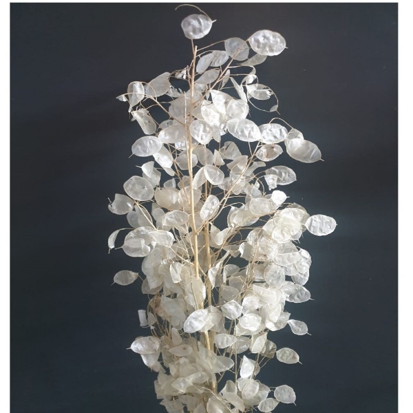 Picture of LUNARIA NATURALE