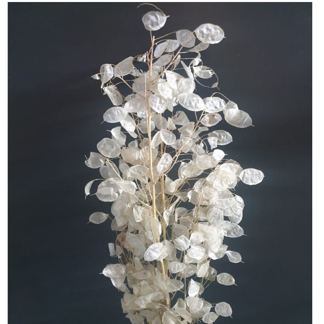 Visualizza i dettagli per LUNARIA NATURALE Immagine di LUNARIA NATURALE