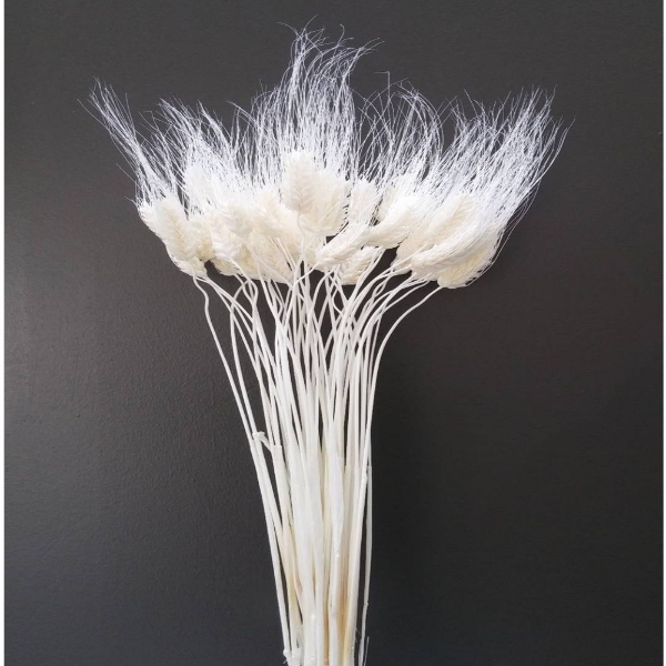 Picture of TRITICUM SBIANCATO (GRANO)