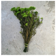 Picture of RICEFLOWER  COLOR