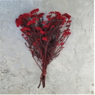Picture of RICEFLOWER  COLOR