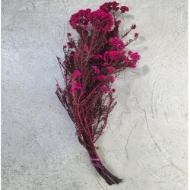Picture of RICEFLOWER  COLOR