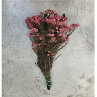 Picture of RICEFLOWER  COLOR