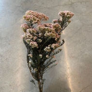 Picture of RICEFLOWER  COLOR