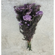 Picture of RICEFLOWER  COLOR