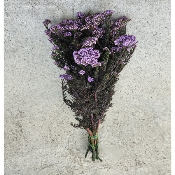 Picture of RICEFLOWER  COLOR