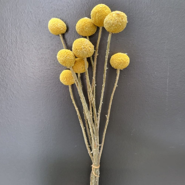 Agrandir l'image de CRASPEDIA NATURALE  / SBIANCATA Image de CRASPEDIA NATURALE  / SBIANCATA