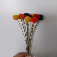 Picture of CRASPEDIA COLOR 