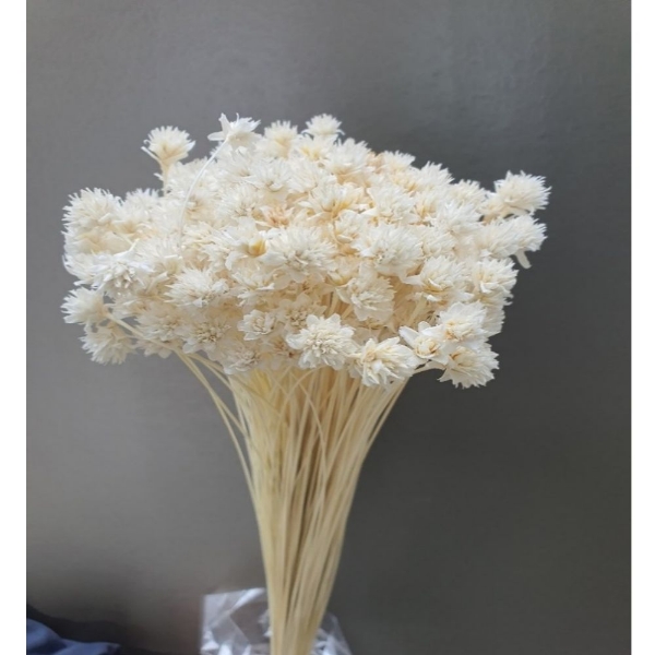 Picture of HILL FLOWER