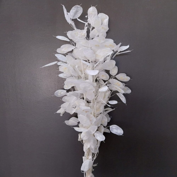 Picture of LUNARIA SBIANCATA