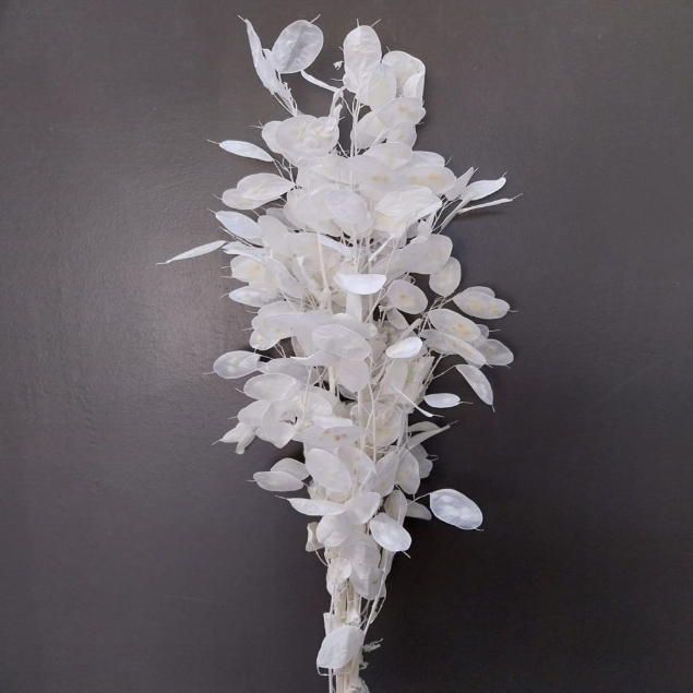 Visualizza i dettagli per LUNARIA SBIANCATA Immagine di LUNARIA SBIANCATA