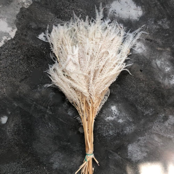 Immagine di FELCE SBIANCATA 70 cm