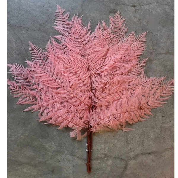 Image de FELCE SBIANCATA ROSA SCURO