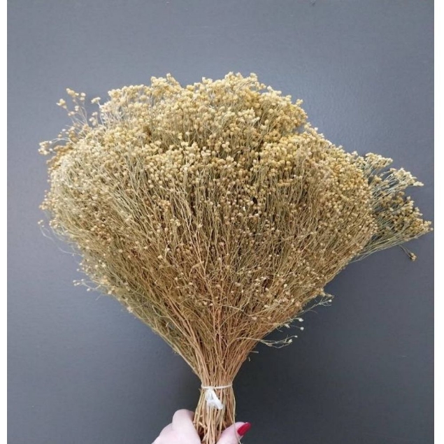 Agrandir l'image de BROOM BLOOM NATURALE / SBIANCATO Image de BROOM BLOOM NATURALE / SBIANCATO