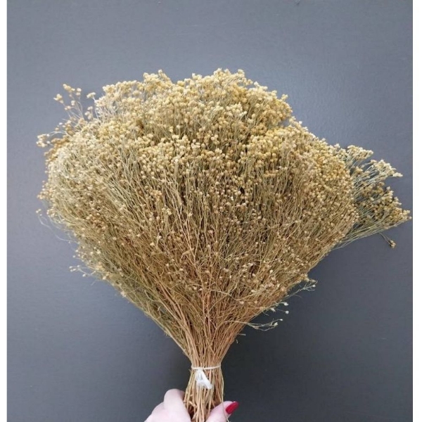 Image de BROOM BLOOM NATURALE