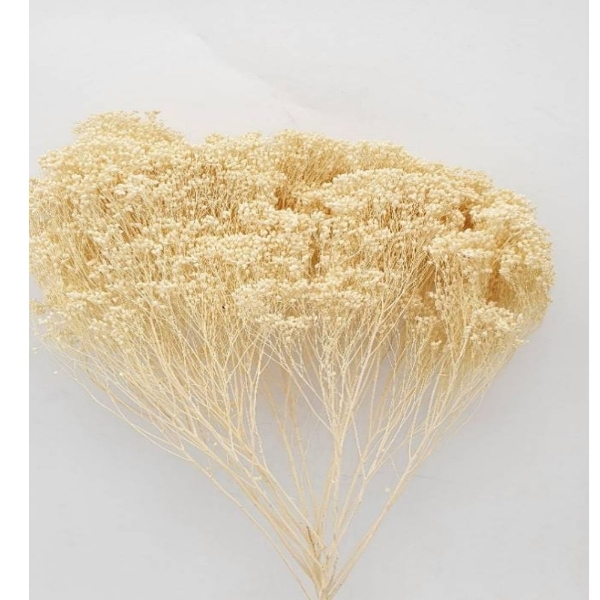 Picture of BROOM BLOOM SBIANCATO
