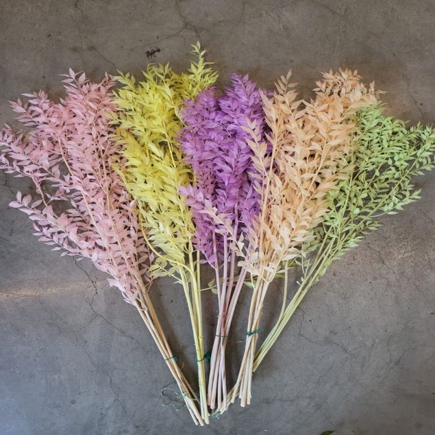 Show details for RUSCUS ACULEATUS (PUNGITOPO) COLORATO Picture of RUSCUS ACULEATUS (PUNGITOPO) COLORATO