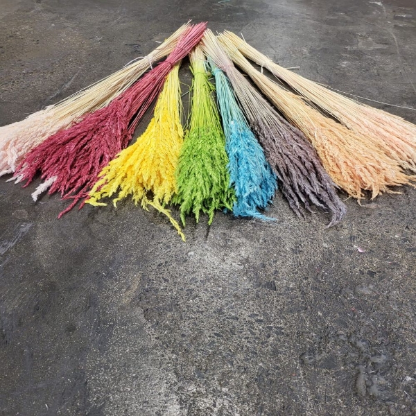Immagine di CRISTINA GRASS COLOR