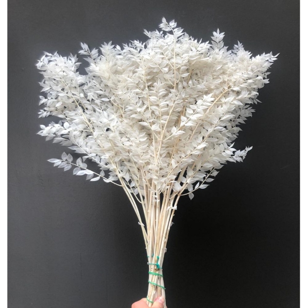 Show details for RUSCUS ACULEATUS (PUNGITOPO) SBIANCATO  Picture of RUSCUS ACULEATUS (PUNGITOPO) SBIANCATO