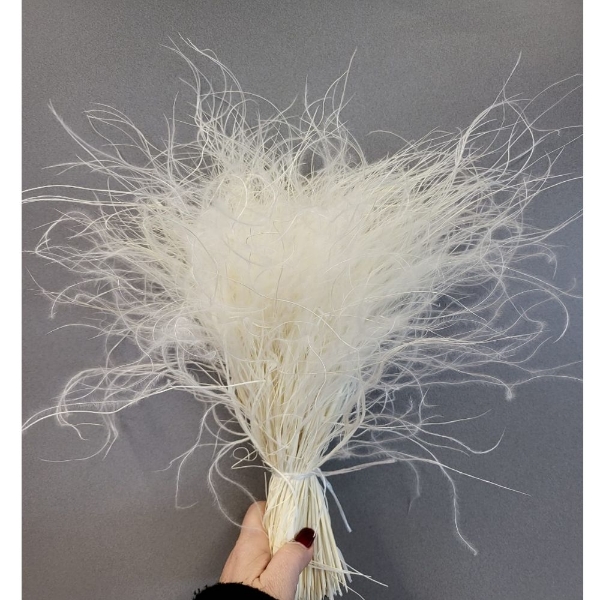 Picture of STIPA SBIANCATA
