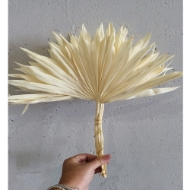 Immagine di PALM SUN cream