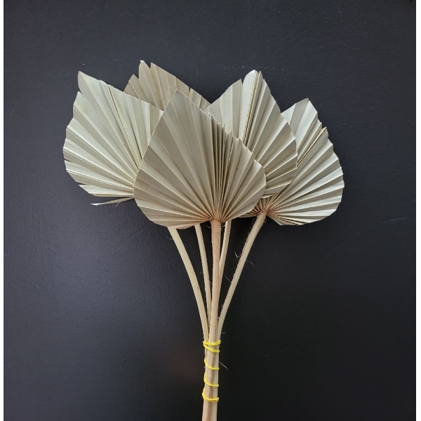 Picture of PALM SPEAR MINI NATURALE 