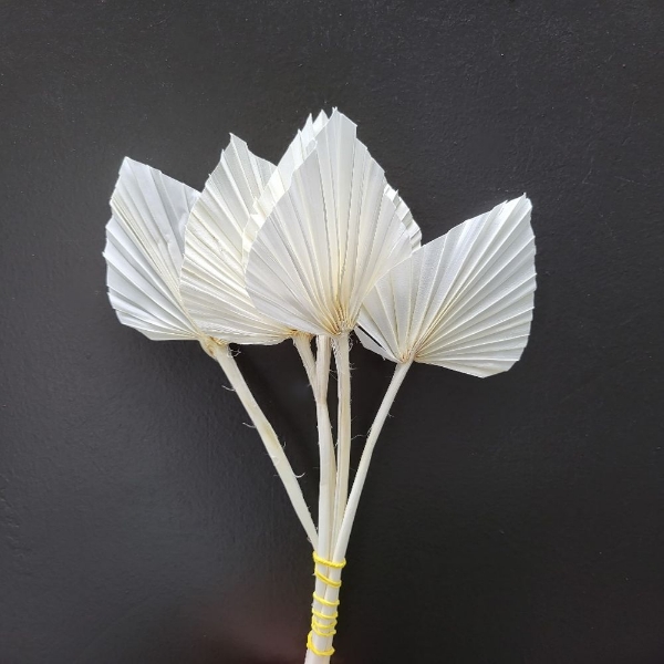 Image de PALM SPEAR MINI SBIANCATA