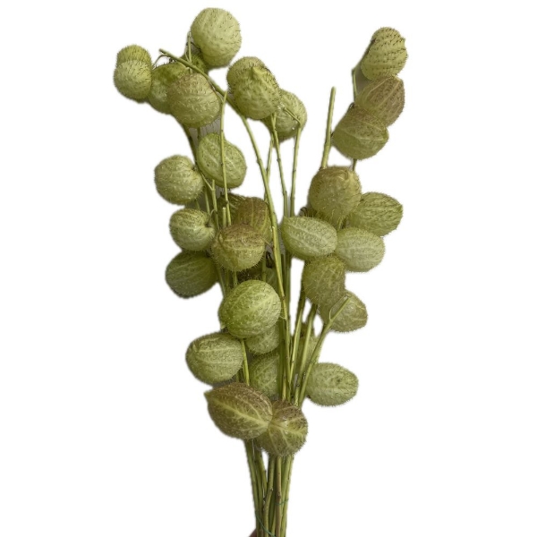 Picture of GOMPHOCARPUS  ramo (Asclepias)