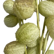Picture of GOMPHOCARPUS  ramo (Asclepias)