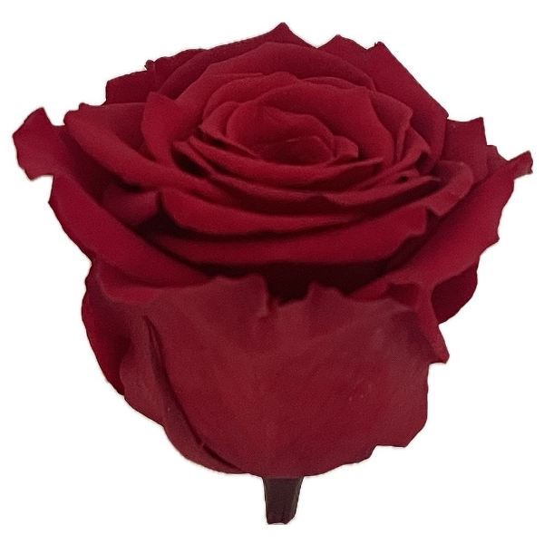 Immagine di ROSA STABILIZZATA