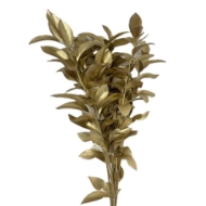 Picture of RUSCUS GARDEN COLORATO