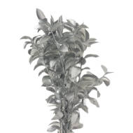 Picture of RUSCUS GARDEN COLORATO