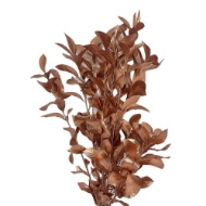 Picture of RUSCUS GARDEN COLORATO